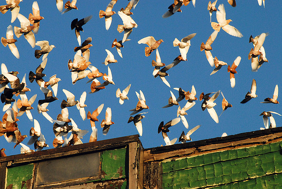 Onward - Pigeons taking flight from a rooftop coop. Backyard of Iona, Grand Avenue - January 2009